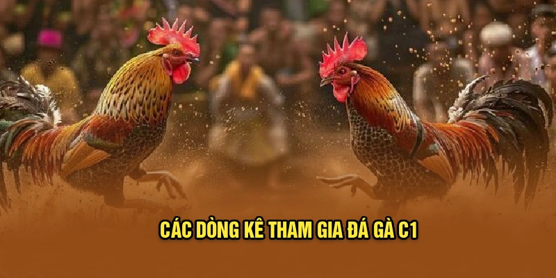 Các dòng kê tham gia đá gà C1