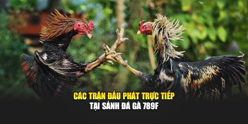 Các trận đấu phát trực tiếp tại sảnh đá gà 789F