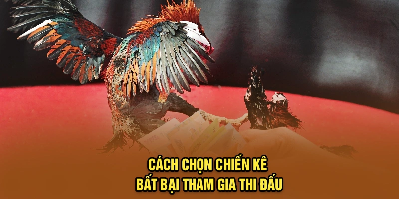 Cách chọn chiến kê bất bại tham gia thi đấu