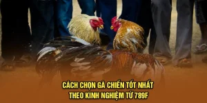 Cách Chọn Gà Chiến Tốt Nhất Theo Kinh Nghiệm Từ 789F