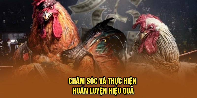 Chăm sóc và thực hiện huấn luyện hiệu quả
