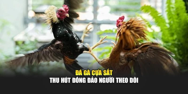Đá gà cựa sắt thu hút đông đảo người theo dõi