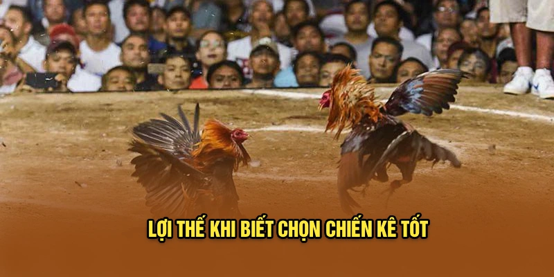 Lợi thế khi biết chọn chiến kê tốt